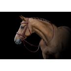 Ikonic Elite Bridle Anatomic With Logo