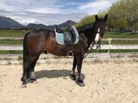 Le Showroom de la cavalière