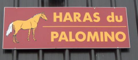 Haras Palomino