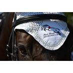 SATTESERVICE MARIO FRANKE