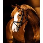 North West Equestrian