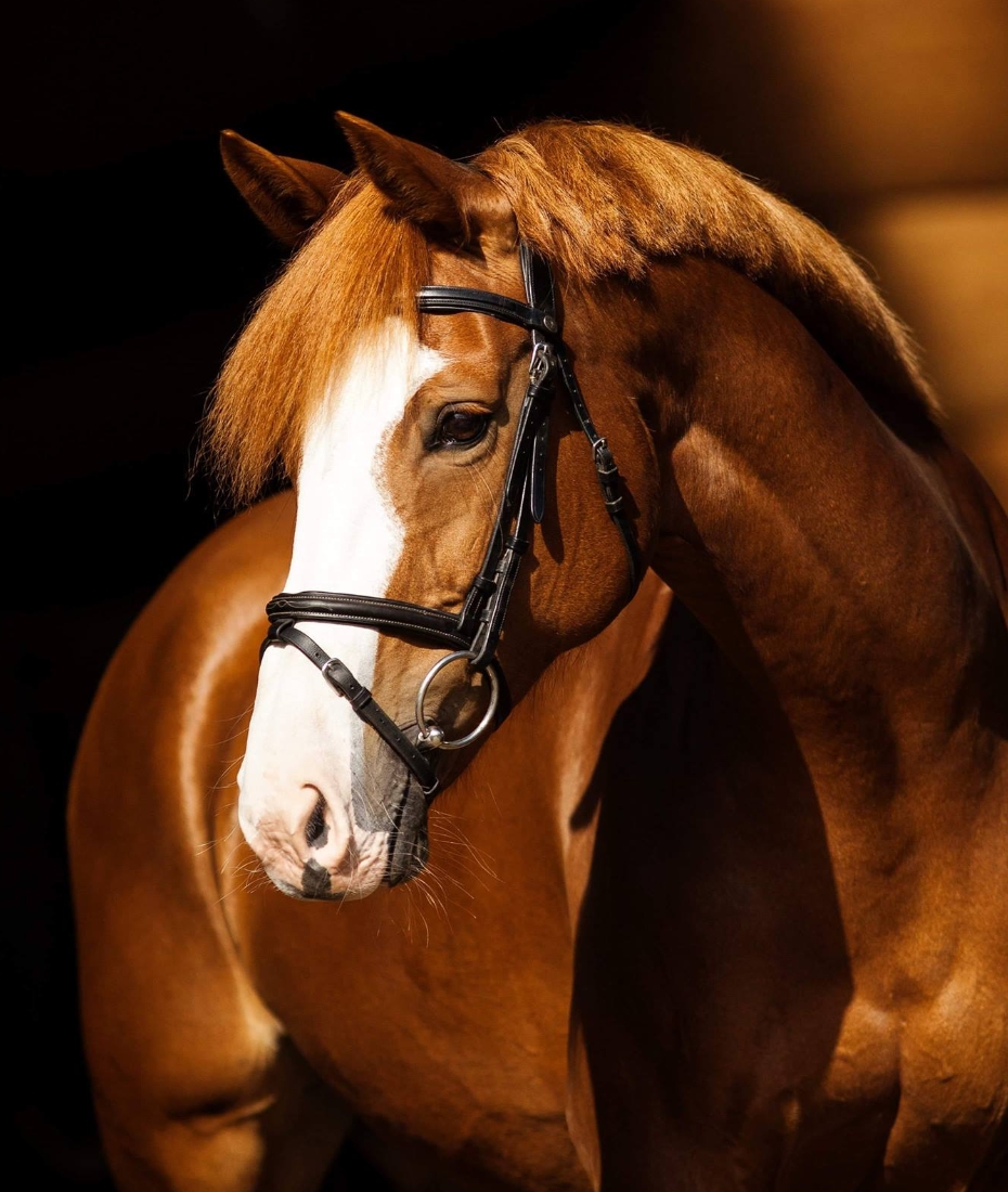 North West Equestrian