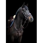 Ikonic Elite Collier de Chasse à Pont