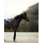 Ikonic "Elite" Het Authentieke Springzadel