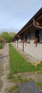 Ruitersport Hippique